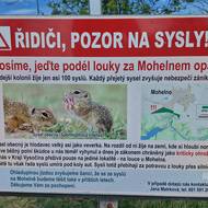 Turisté se mohou dozvědět víc o syslech i na informačních cedulích. 