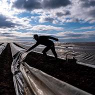 Bílý chřest se pěstuje ve 20 a 40 cm vysokých valech, které mohou připomínat hroby. 