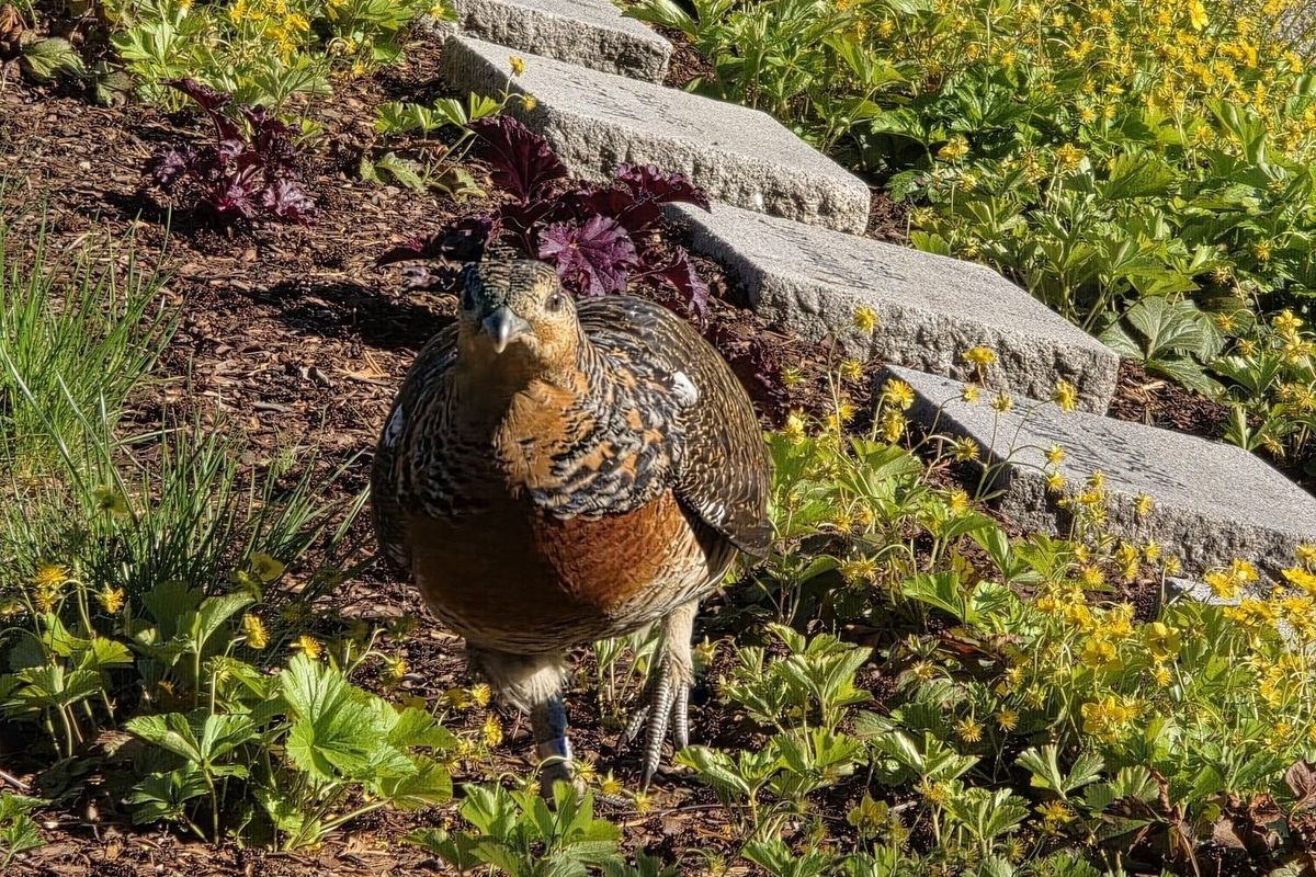 Tetřev z Domažlic si udělal výlet do Bavorska. Na hřbitov