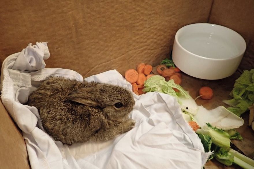 Tři králíci si udělali výlet na vrtnou plošinu