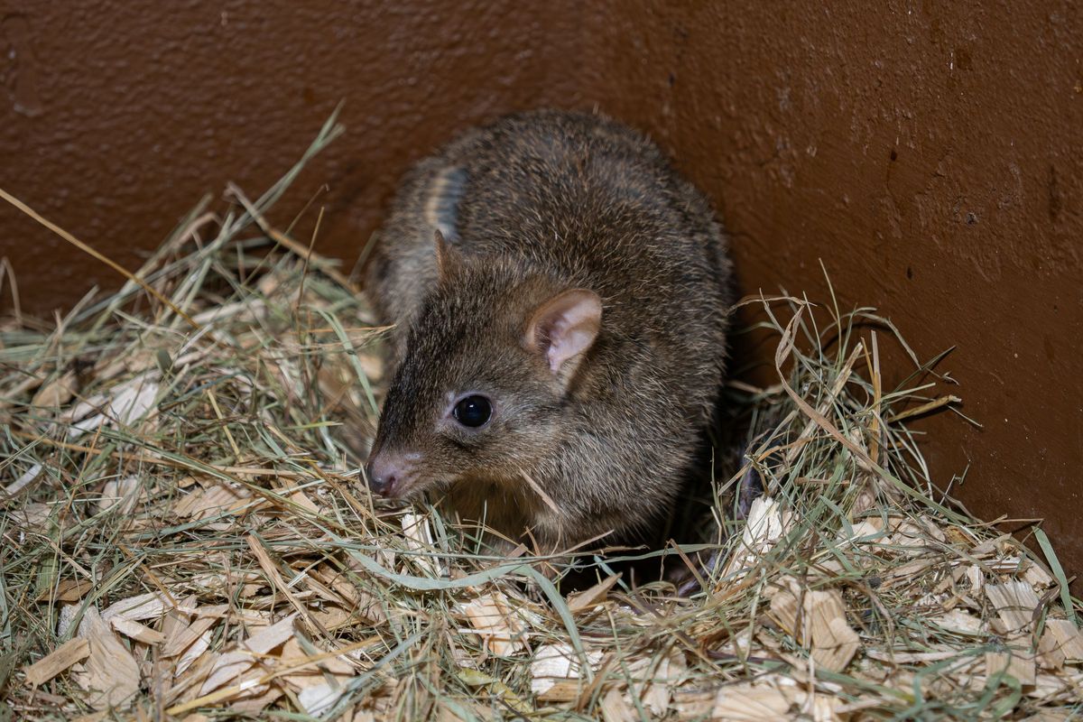 Roztomilí „houbaři“ z Austrálie mají v olomoucké zoo mláďata