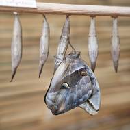 Součástí výstavy bude i interaktivní expozice s názvem Tajemství motýlího života 