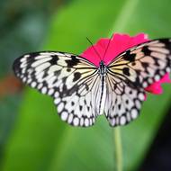 Do Prahy doputovalo přes 5000 kukel z motýlí farmy v anglickém Stratfordu nad Avonou.