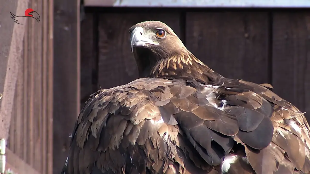 Oblíbenou orlici Toničku zabila její sokyně v lásce. Dostala jméno Médea
