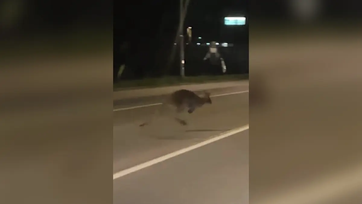 Klokan stopuje na silnici v Hlučíně, bavili se řidiči na sociální síti. Zvíře uteklo z ranče