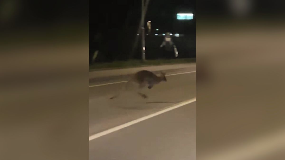 Klokan stopuje na silnici v Hlučíně, bavili se řidiči na sociální síti. Zvíře uteklo z ranče