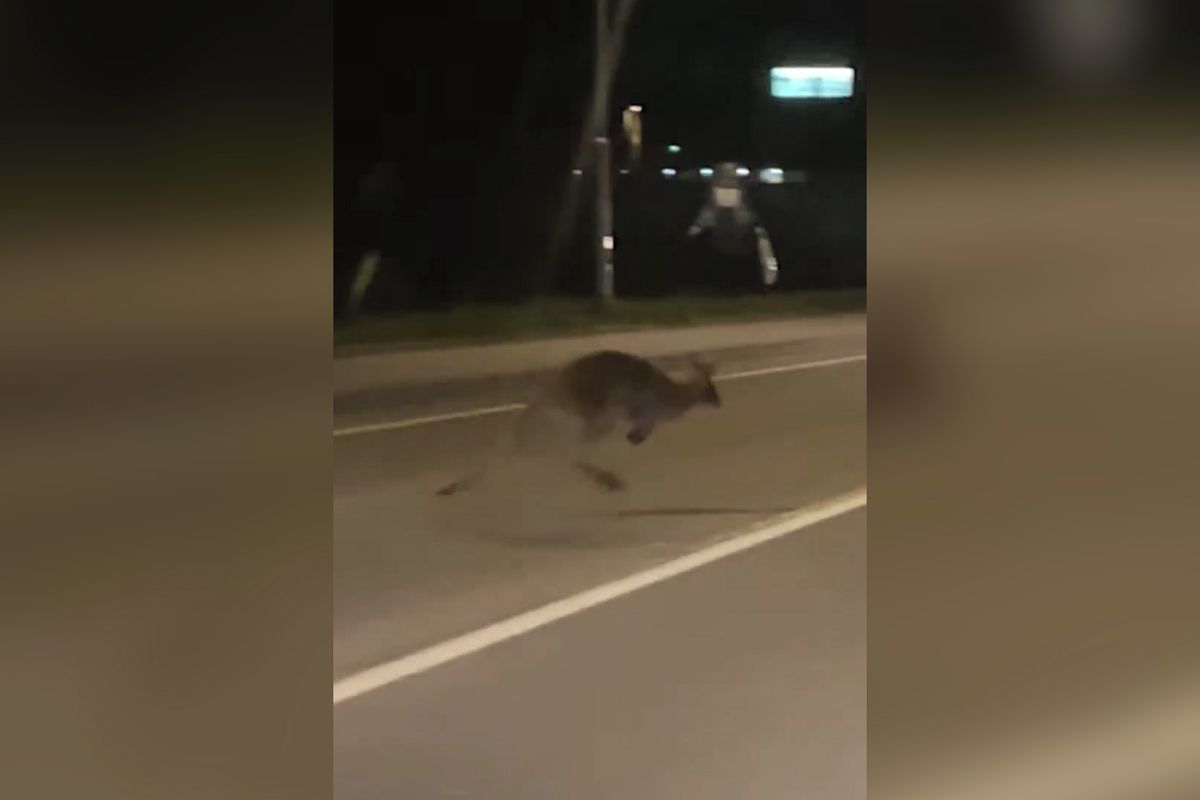 Klokan stopuje na silnici v Hlučíně. Video se šíří na sociálních sítích