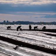 Na farmě mezi „hroby“ se pracuje od brzkého rána. Chřest dokáže vyrůst za den i o několik centimetrů. 