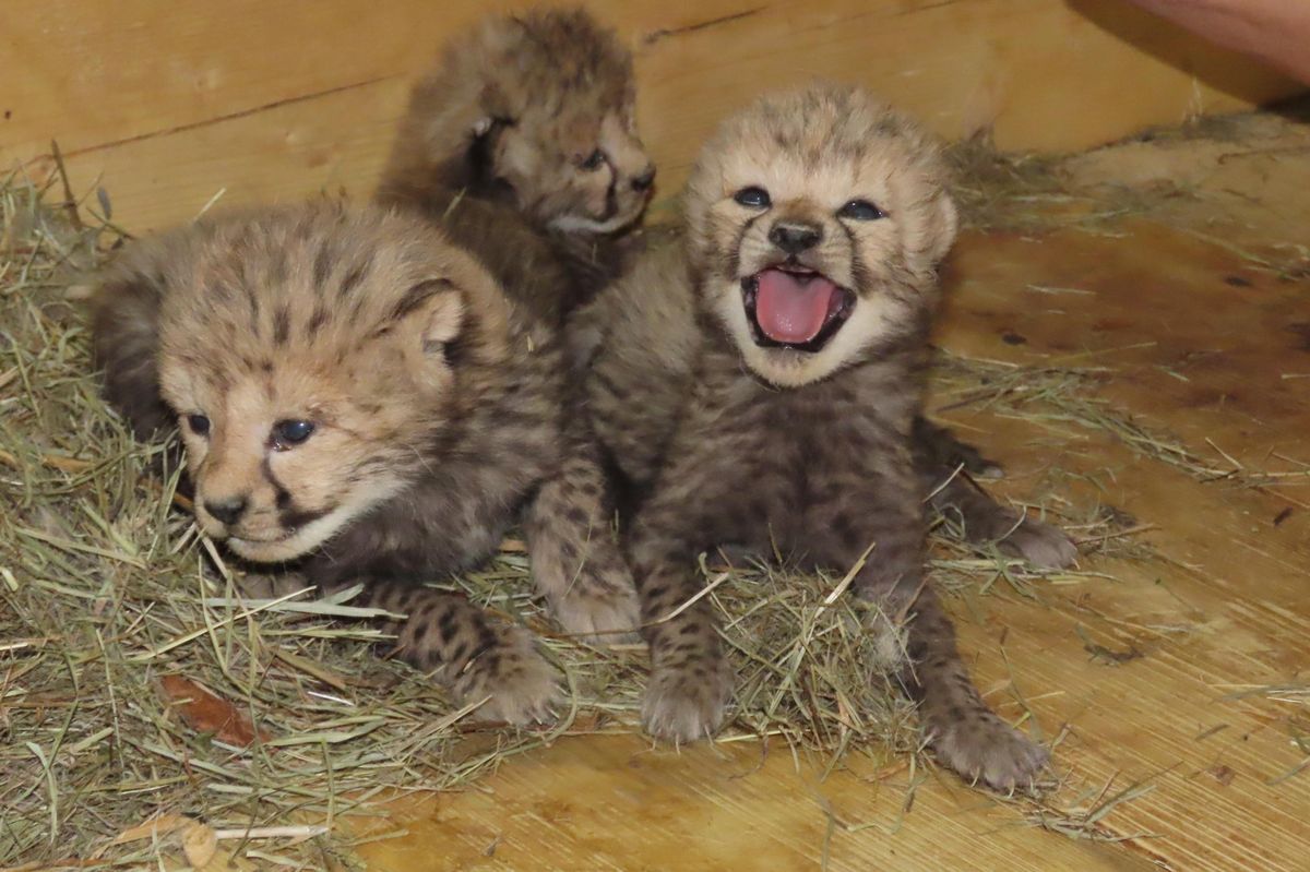 Olomoucká zoo má po dvanácti letech gepardí mláďata. Hned šesterčata