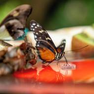 Spatřit je možné desítky druhů.