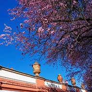 V zahradě Trojského zámku je i největší sbírka terakotových váz na světě.