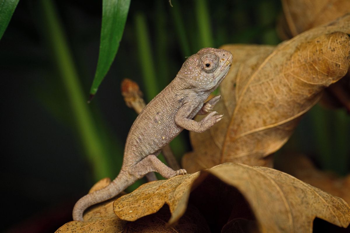 Zoopark má nová mláďata chameleonů, při líhnutí se musí měnit teploty