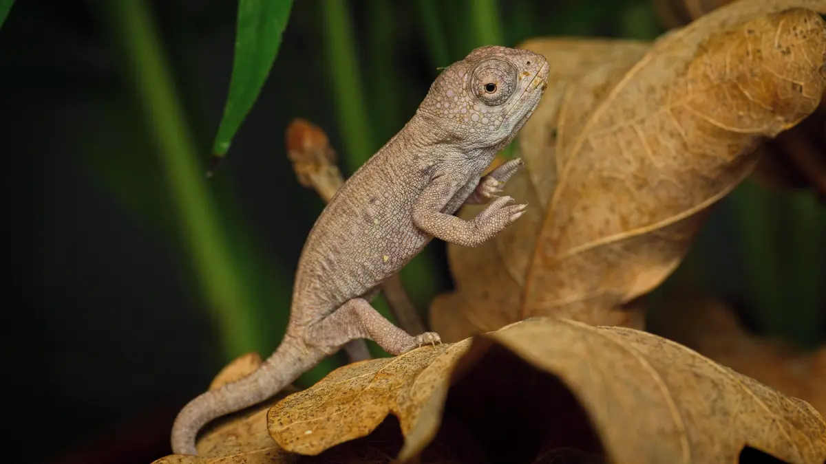 Zoopark má nová mláďata chameleonů, při líhnutí se musí měnit teploty