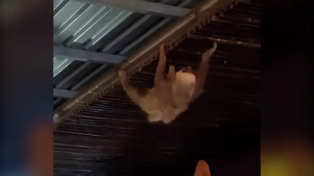 Lenochod se stal hvězdou kostarické restaurace