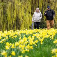 Jaro láká k procházkám. Průhonický park je aktuálně žlutý díky tisícům narcisů. 