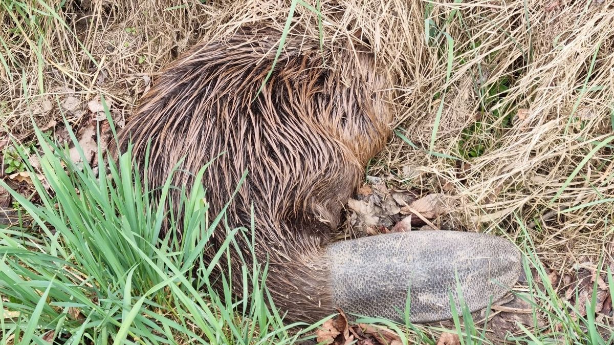 Bobr „stopoval“ u silnice, svezli ho zvířecí záchranáři