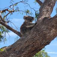 Ani o koaly nebylo nouze.