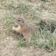 Při pozorování plachých syslů je potřeba být zticha a sledovat rozlehlou louku třeba s pomocí dalekohledu.