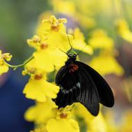 Skleník Fata Morgana hostí výstavu tropických motýlů už od svého zpřístupnění pro veřejnost v roce 2004, tedy 22 let.