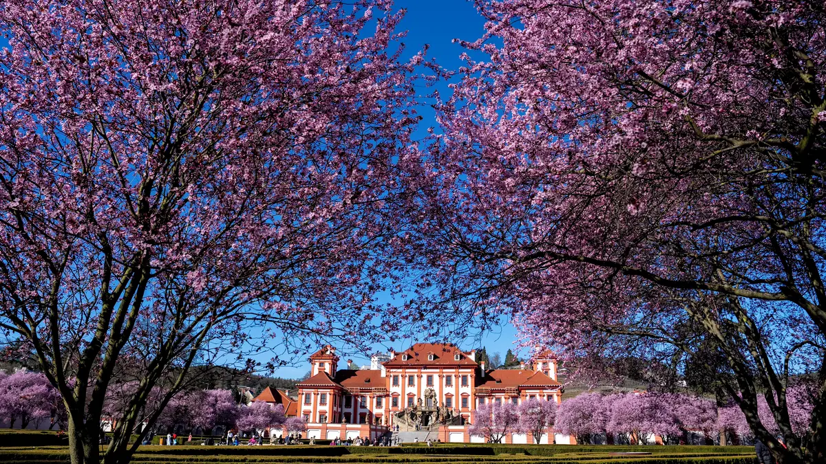FOTO: Růžová nádhera jako v Japonsku. Sakury v Troji pokvetou jen pár dní