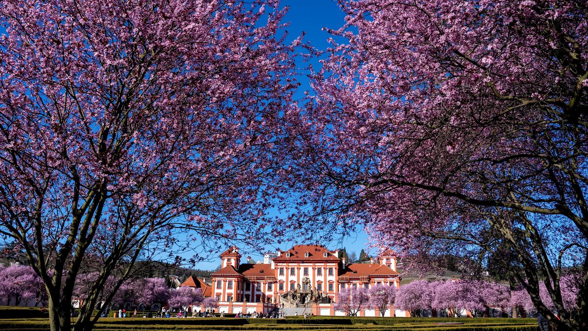 FOTO: Růžová nádhera jako v Japonsku. Sakury v Troji pokvetou jen pár dní