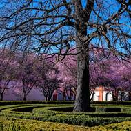 Sakury zahradě nedominují, ale jsou rozesazeny tak, aby ji ozvláštnily.