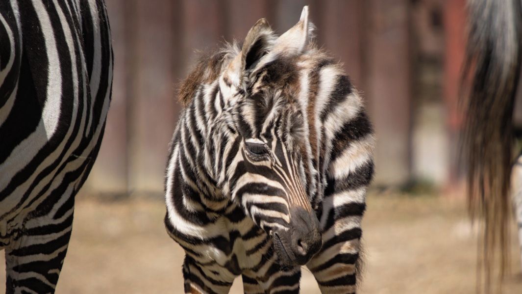 V liberecké zoo se narodilo mládě silně ohrožené zebry bezhřívé