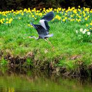 Volavky ani jiná zvířata se narcisy neživí, jsou totiž jedovaté. 