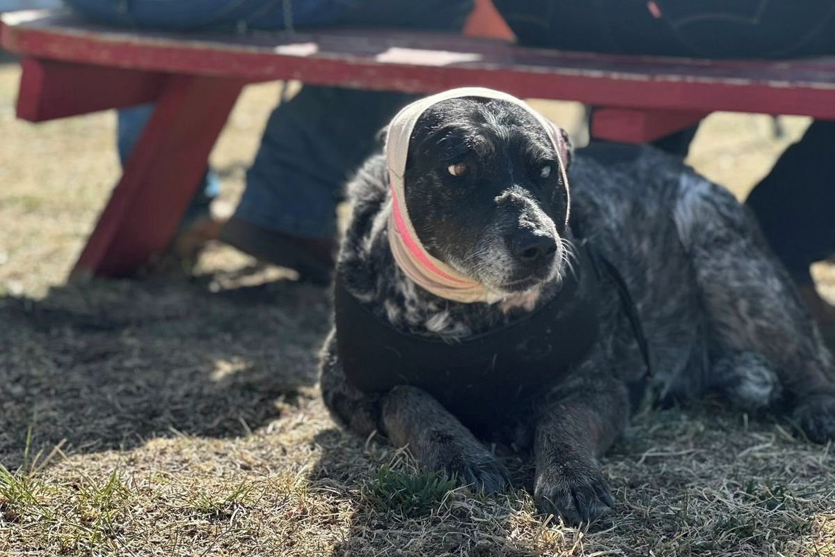 Poloslepá fenka se bojí vysavače, ale s nasazením života bránila slepice před medvědem