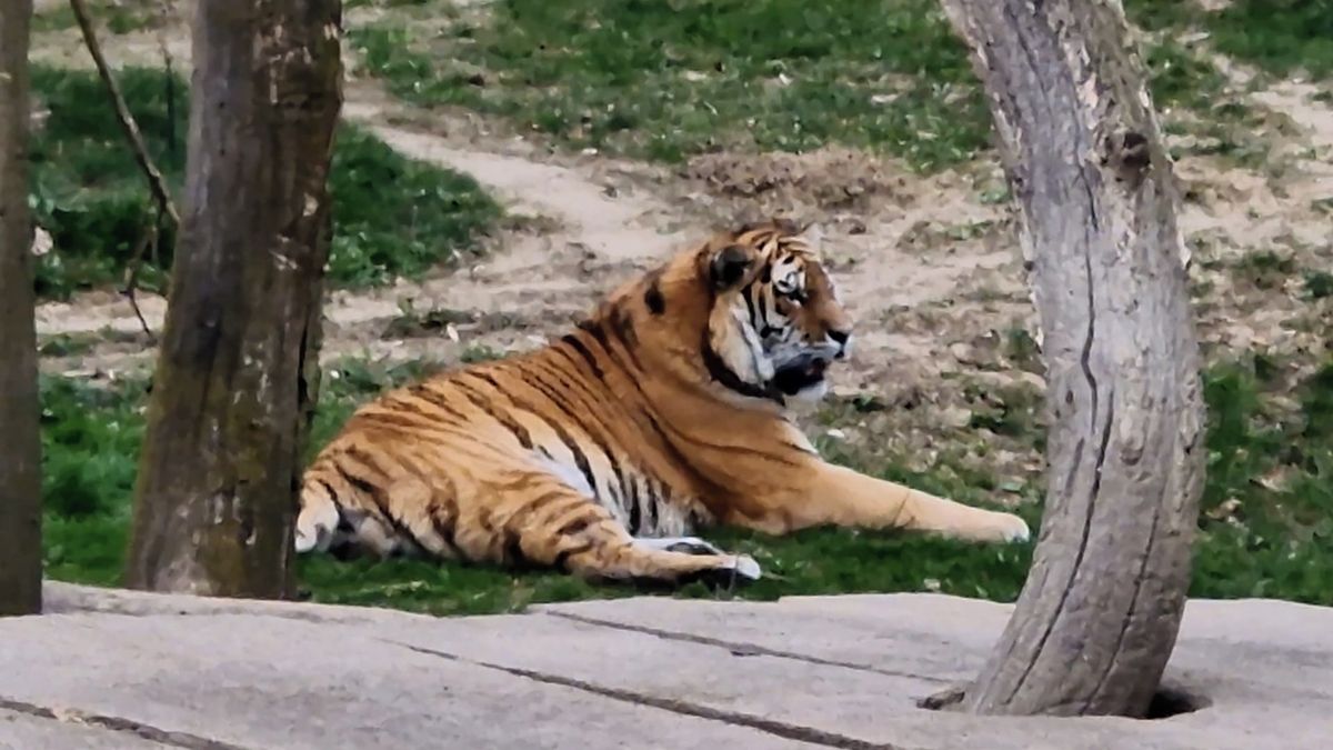 Tygr Ambasador z Münsteru přivezl do Zlína naději pro ohrožený druh