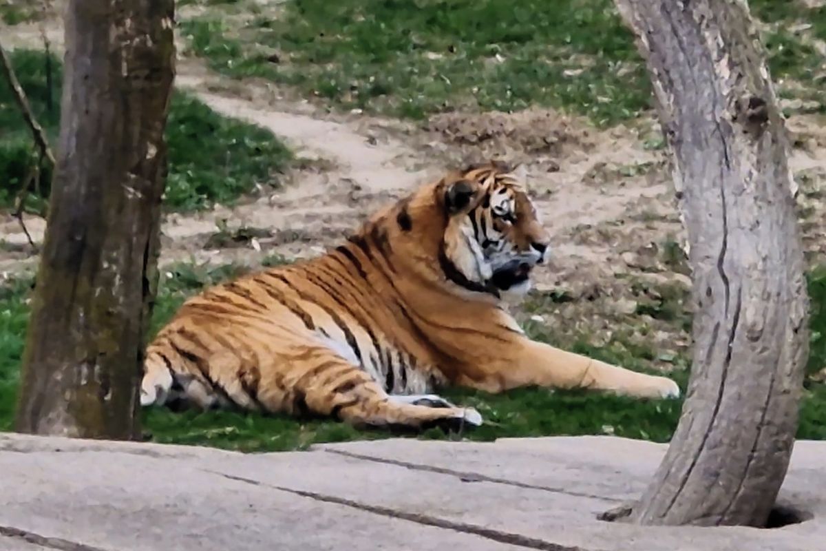 Tygr Ambasador z Münsteru přivezl do Zlína naději pro ohrožený druh