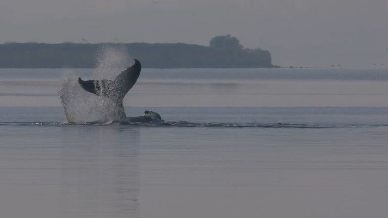 Velryba v Německu se sama vyprostila a plave zátokou
