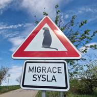 Unikátní dopravní značky se po zimním spánku syslů zase objevily na silnici mezi Mohelnem a hrází stejnojmenné přehrady na Třebíčsku .