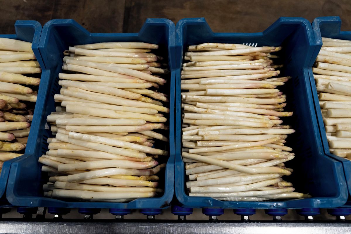 FOTO: Začala chřestová sezona. České zlato roste v „hrobech“