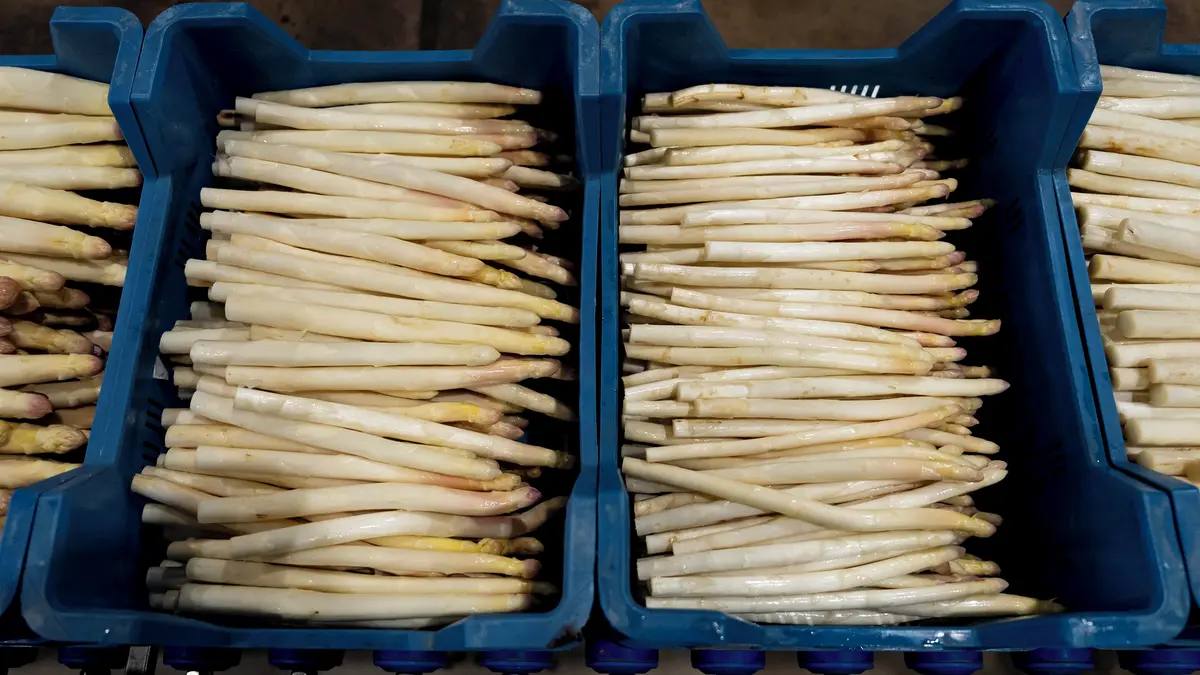 FOTO: Začala chřestová sezona. České zlato roste v „hrobech“