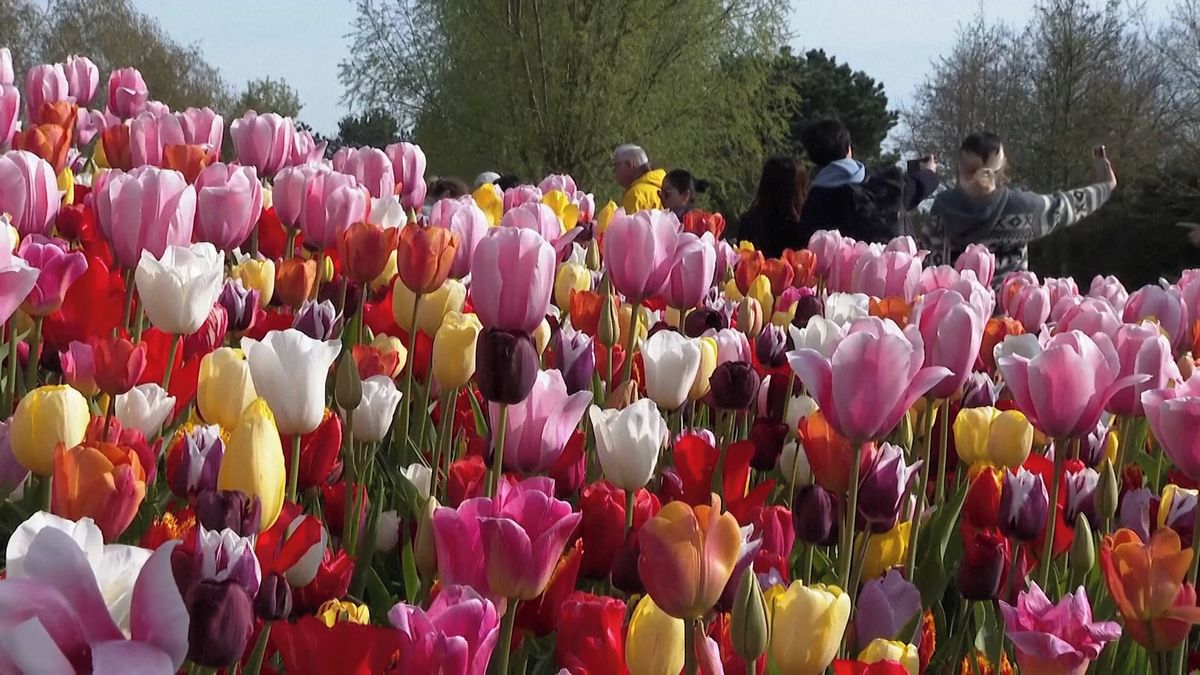 Jarní barevná nádhera v nejopulentnější podobě. Keukenhof je v plném květu