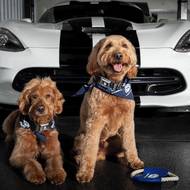 Mopaw je nová značka příslušenství pro cestování se zvířaty a zejména psy. 