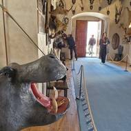 Africký sál s loveckými trofejemi z cest také prošel úpravami, aby byl co nejvěrnější historické podobě.