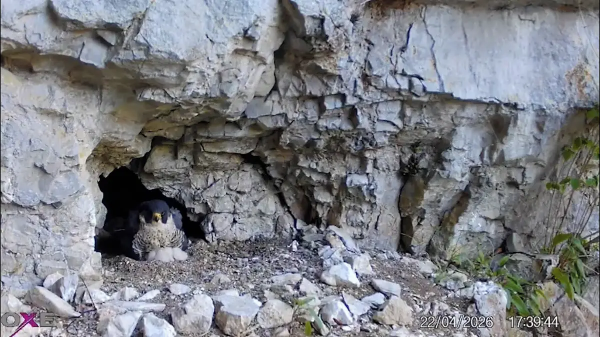Sokolům v Moravském krasu se vylíhlo sedm potomků, čeká se na další