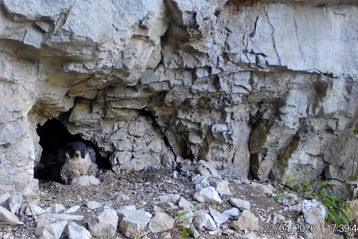 Sokolům v Moravském krasu se vylíhlo sedm potomků, čeká se na další