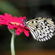 Výstava motýlů v botanické zahradě. 