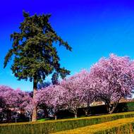 Sakury kvetou na přelomu března a dubna, v Troji vždy o pár dní později oproti jiným místům v Praze.