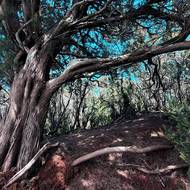 Národní park Garajonay je tím pravým místem pro milovníky přírody.