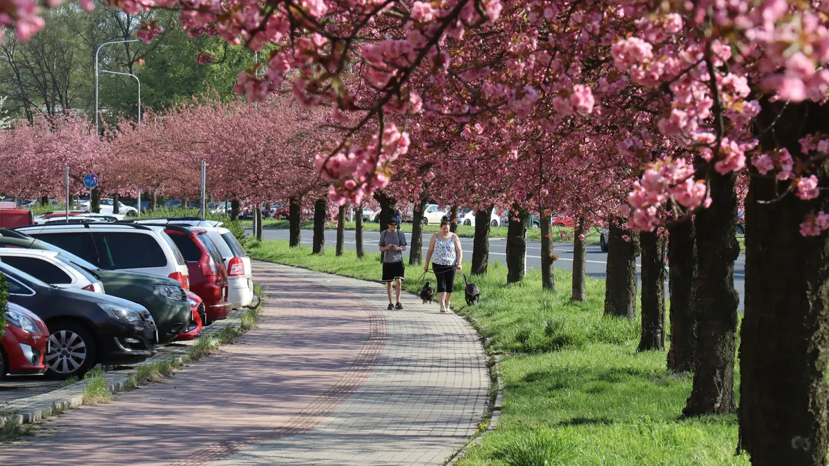 FOTO: V Karviné rozkvetla sakurová alej