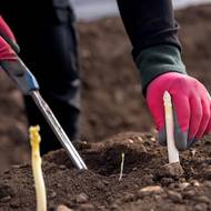 Zato bílému chřestu světlo vadí. Jen co vykoukne nad zem, sklidí se pomocí speciálního nože. 