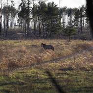 V okolí černobylské elektrárny je vyhlášena obrovská rezervace. Vysazeni tu byli třeba koně Převalského a podle všeho se jim tu dobře daří.