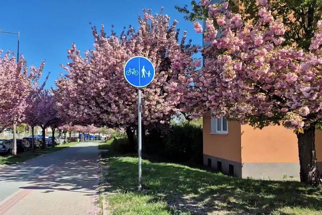 Kouzlo nechtěného. Plzeňané se můžou líbat pod dvoubarevnými třešněmi