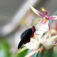 Pokud chtějí mít návštěvníci na prohlídku více klidu, doporučují se odpoledne všedních dnů.