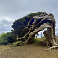 Ikonický pokroucený jalovec Sabina de El Hierro se nachází na západě ostrova.