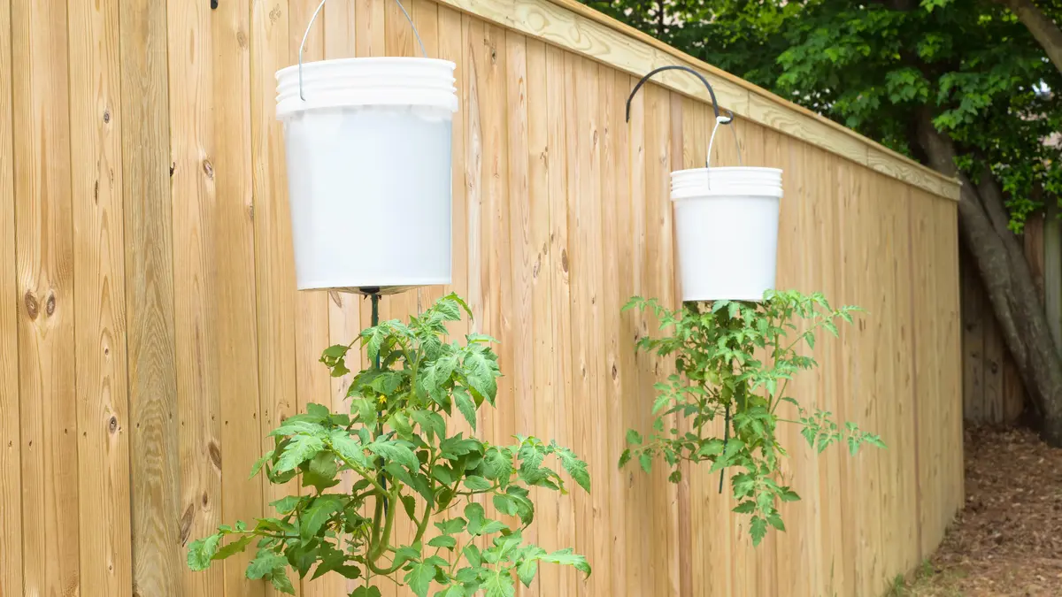 Vyzkoušejte pěstování rajčat vzhůru nohama. Ušetříte místo a méně často budou plesnivět